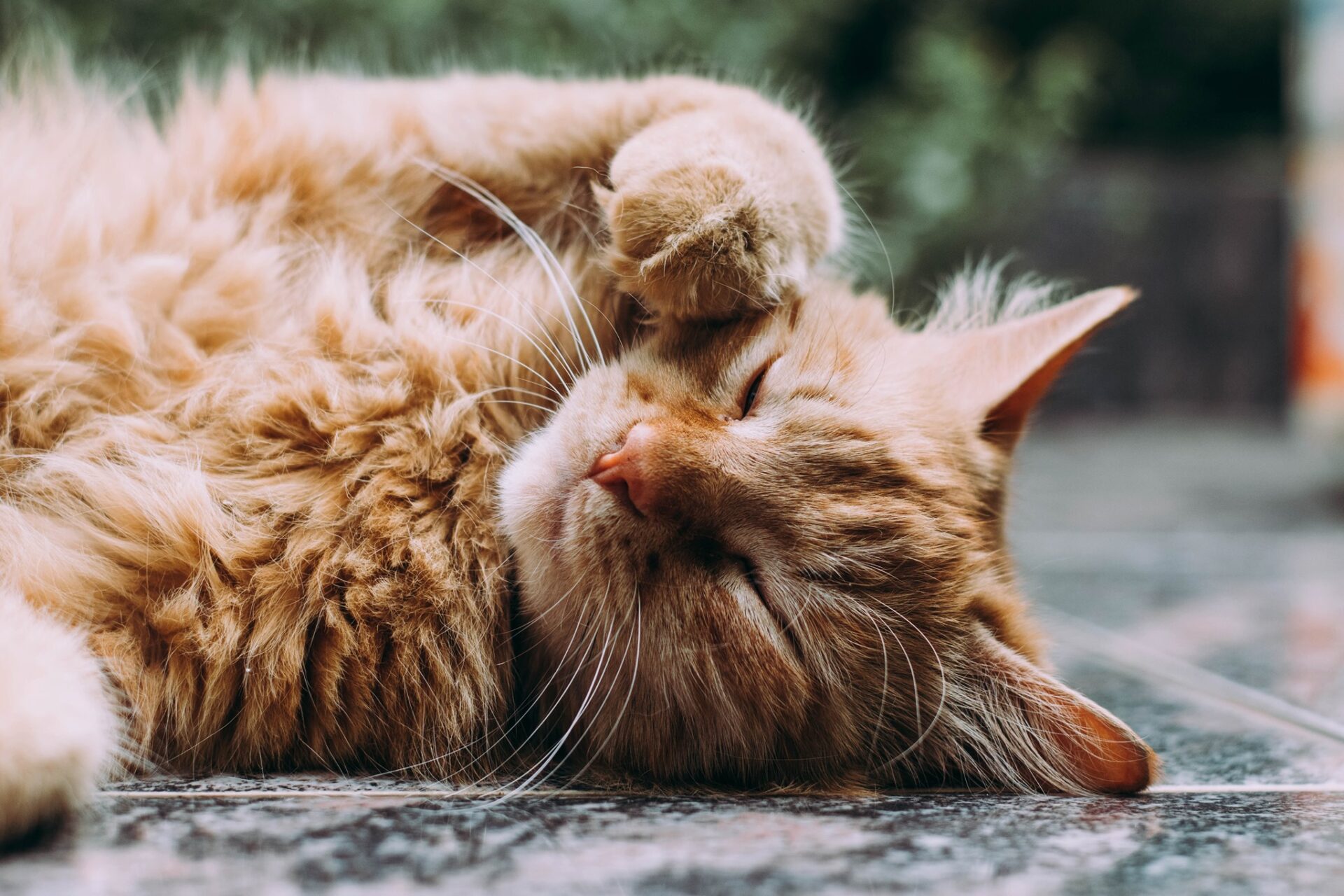 One of the cats treated in the Pennsylvania Society for the Protection of Cruelty to Animals' trap-neuter-release program. (Source: Pa. SPCA)