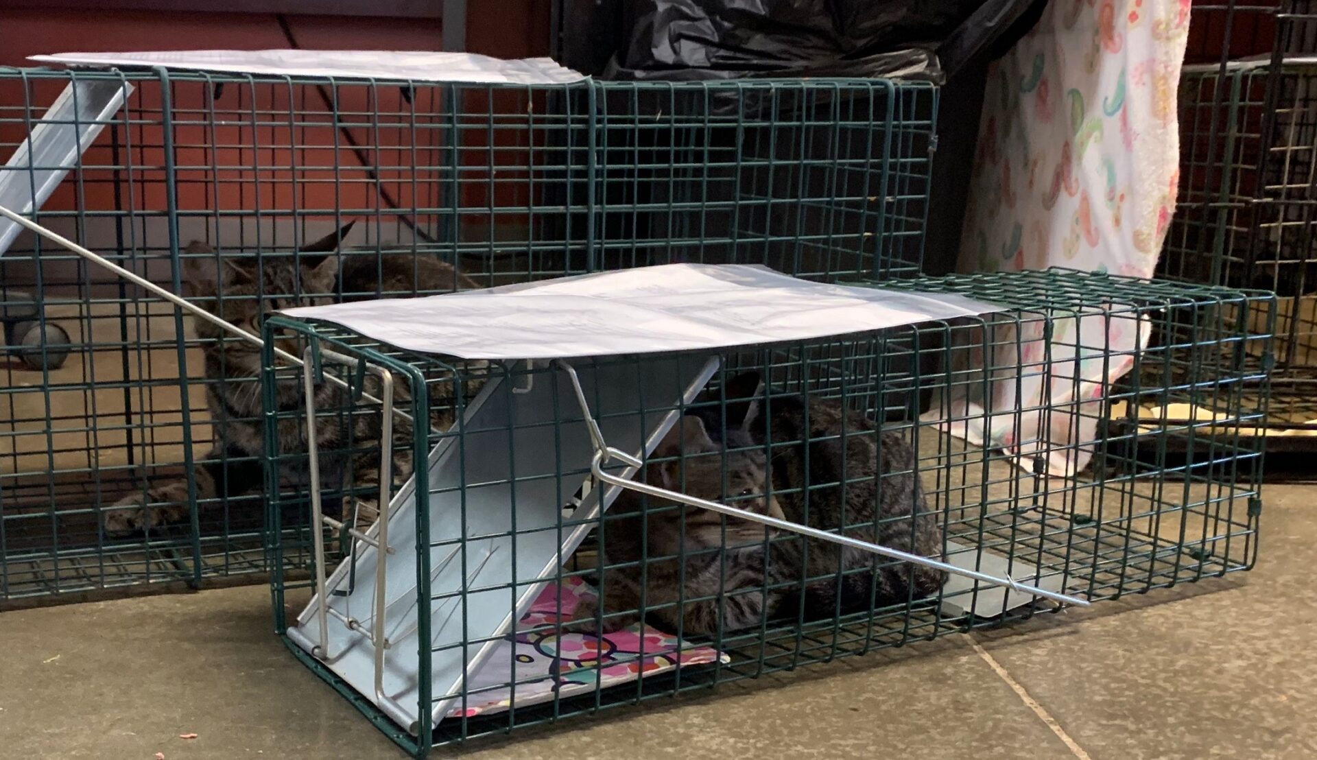 Standard catch-and-release traps are used in the trap-neuter-release program. (Source: Pa. SPCA)