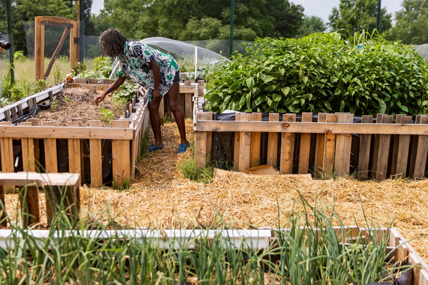 Hawa Lassanah, founder and managing director at DECA City Farms, tends to one of DECA's garden plots, which is part of the larger Lancaster County Central Park community gardens, on Monday, July 19, 2021. (Source: Pa. Dept. of Agriculture) 