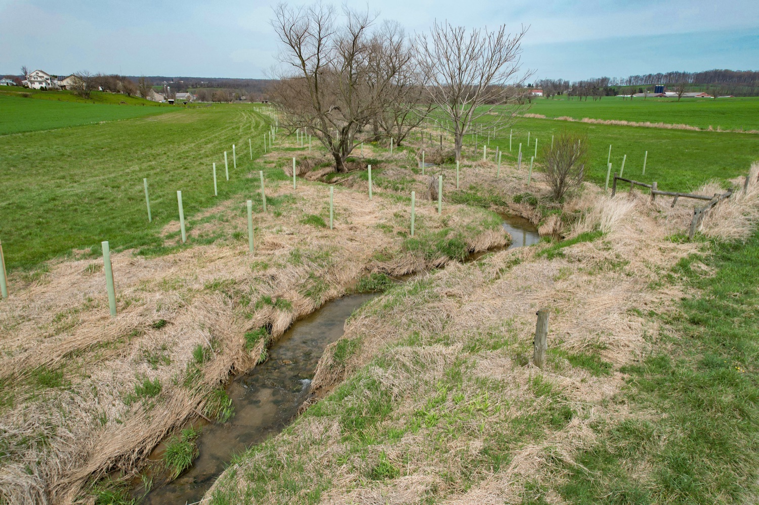 The newly planted riparian buffer at Welsh Vista Farms. (Source: Pa.gov)